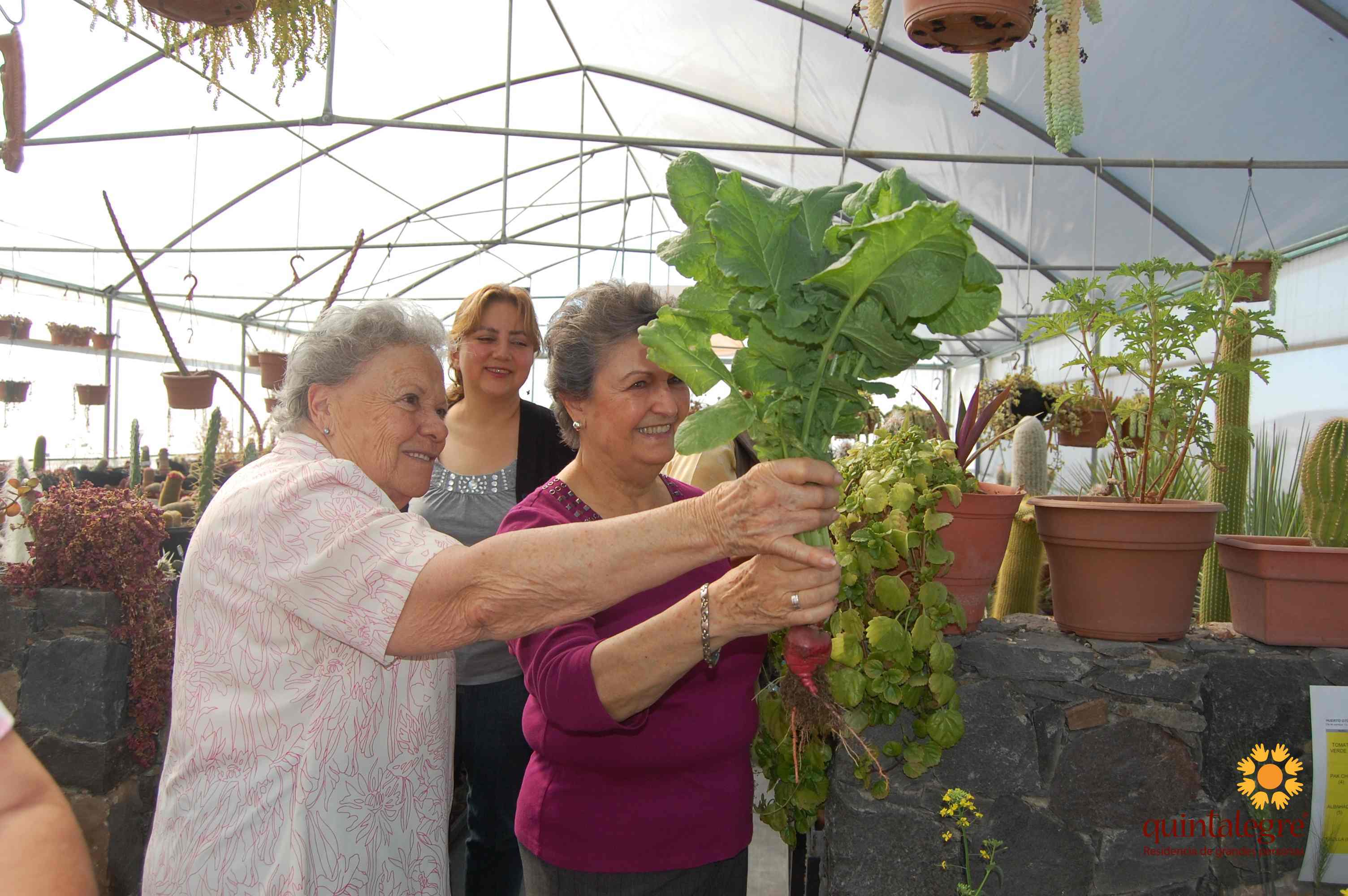 Cultivando hortalizas en la residencia Quintalegre